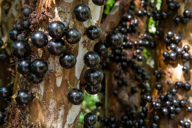 Árbol de jabuticaba cargado con jabuticaba en un huerto visto durante el día