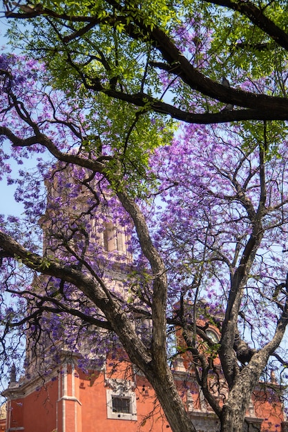 Árbol de Jacaranda y flores de color púrpura en el fondo del Templo de San Francisco de Asís en Querétaro México