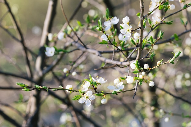 Árbol de jerez en primavera Flores de cerezo en un fondo natural borroso Enfoque selectivo Fotografía de alta calidad