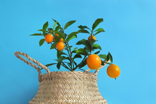 Árbol joven de mandarina o kumquat con frutas en una olla de mimbre sobre un fondo azul cerrado