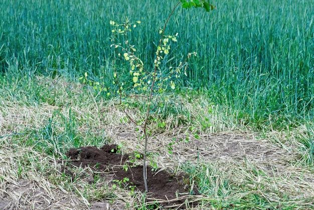 Árbol joven plantado cerca de un hermoso campo con trigo en el fondo