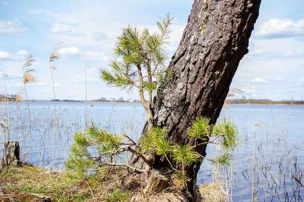 Árbol junto al agua Paisaje junto al agua en la naturaleza