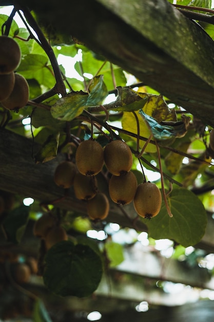 Árbol de kiwi con frutas y hojas