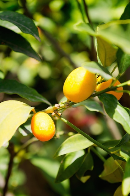 Árbol de kumquat