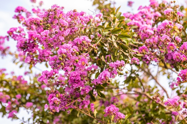 Árbol de Lagerstroemia speciosa que florece en verano