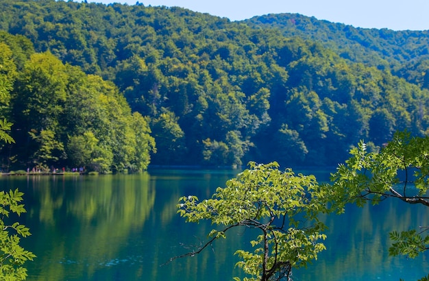 Árbol de lago azul en el agua