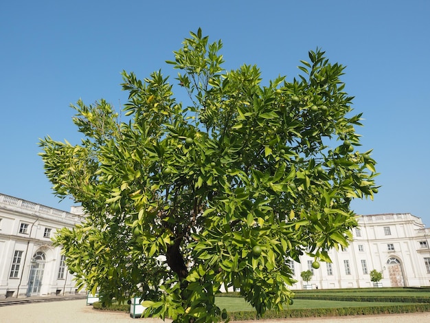 Árbol de limón Citrus x latifolia