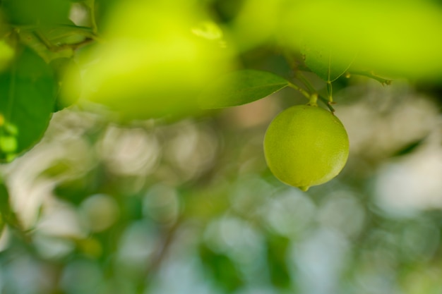 Árbol de limones verde en el jardín con luz del día.