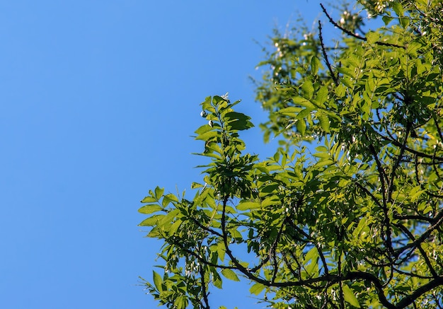 Árbol de linterna o árbol de lluvia dorada nombre botánico Koelreuteria paniculata Árbol de calle de hoja caduca común