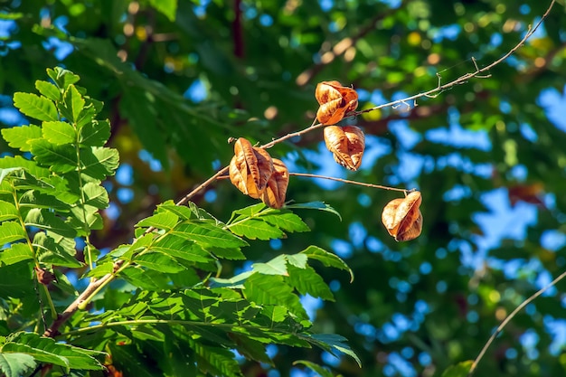 Árbol de linterna o árbol de lluvia dorada nombre botánico Koelreuteria paniculata Árbol de calle de hoja caduca común