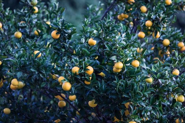 Árbol lleno de naranja. azul clásico tonificado