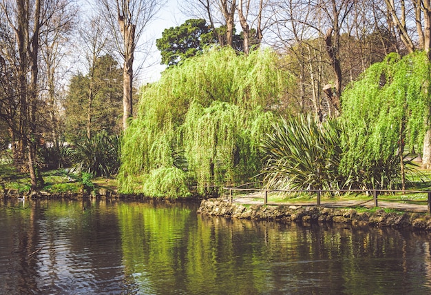 Árbol llorón que se inclina hacia el estanque en un parque. Reflejos en el agua.