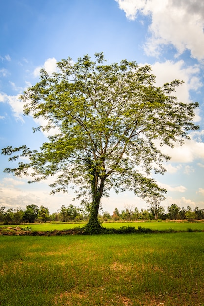 Árbol de lluvia en arrozal y cielo azul