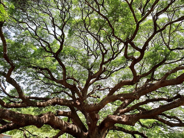 Árbol de lluvia gigante, el árbol de lluvia más grande de Tailandia