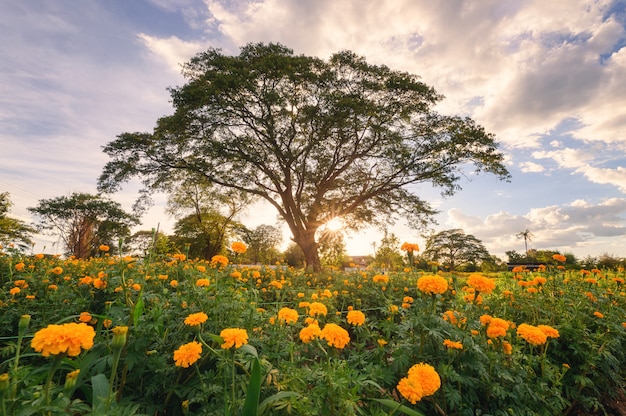 Árbol de lluvia gigante en el jardín de flores de caléndula en la noche