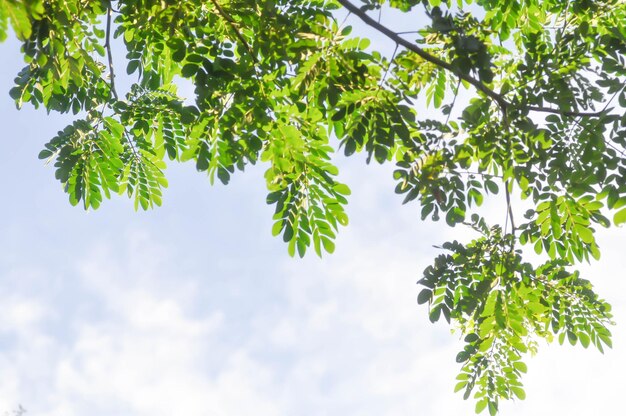 Árbol de la lluvia o Samanea saman LEGUMINOSAE MIMOSOIDEAE