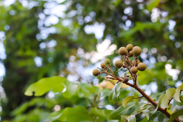 Árbol longan y fruta inmadura con bokeh y fondo borroso