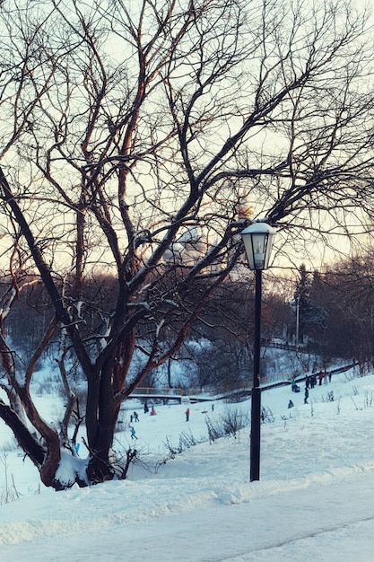 Árbol y luz de calle de invierno