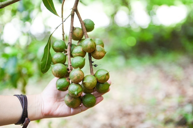 Árbol de macadamia en granja y mano de mujer sosteniendo nuez de macadamia