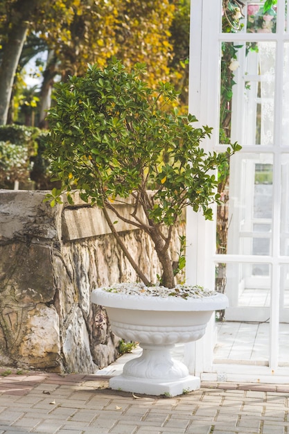 Árbol en una maceta blanca, jardín botánico