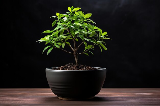 Árbol en maceta en el escritorio planta de dinero de interior