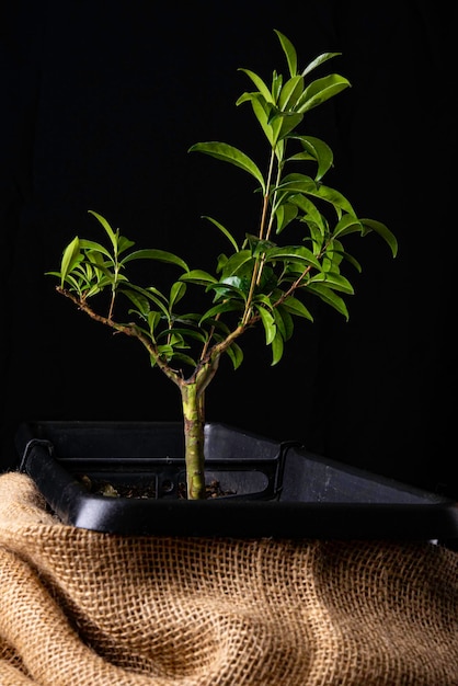 Árbol en maceta preparación de cerezo brasileño para bonsái