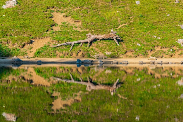 Árbol de madera flotante caído junto al lago