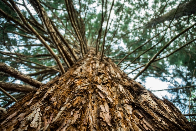 Árbol mágico