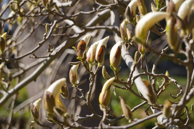 Árbol de magnolia de flor blanca