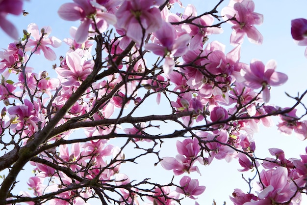 Árbol de magnolia en flor. Hermosas flores rosas