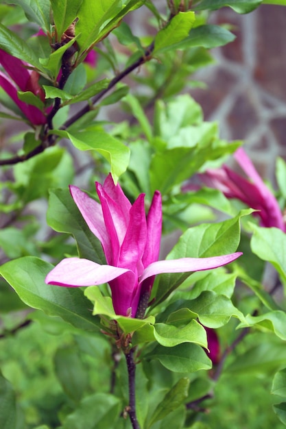 Árbol de magnolia con flor rosa