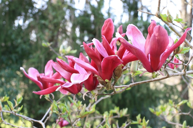 Árbol de magnolia con flor rosa
