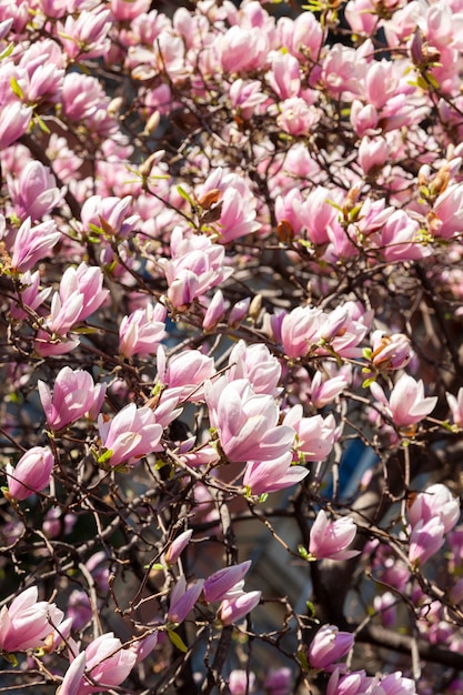 Árbol de magnolia floreciendo