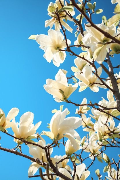 Árbol de magnolia floreciente de cerca, concepto de flores y primavera