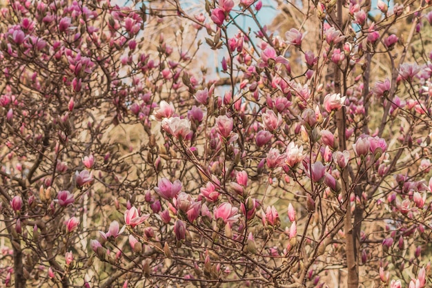 Árbol de magnolia floreciente con flores rosadas de cerca. Sochi, Rusia.