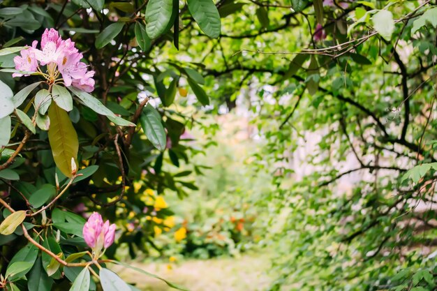 Árbol de magnolia floreciente en el parque de primavera Primavera en la naturaleza
