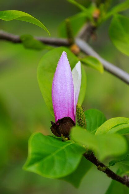 Árbol de magnolia florido con grandes flores rosas