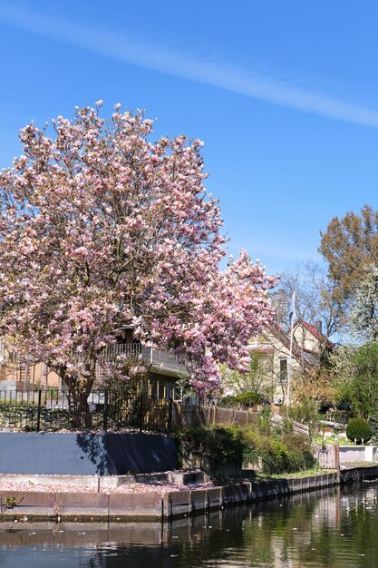 Árbol de magnolia rosa en plena floración junto al agua Pueblo de agua de Nueva Venecia por canal en Berlín Alemania