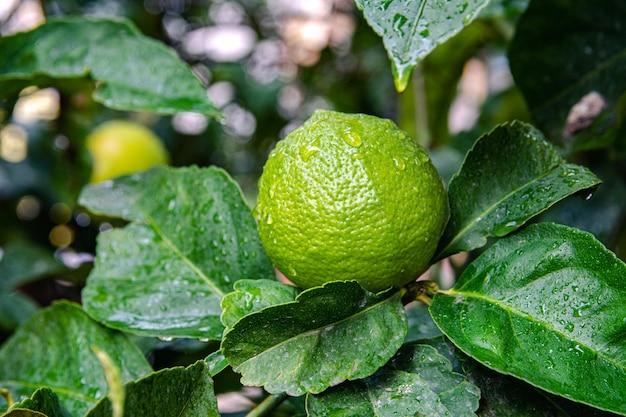 Árbol de mandarina con frutas maduras Cosecha mandarinas en un árbol en el sur de Turquía