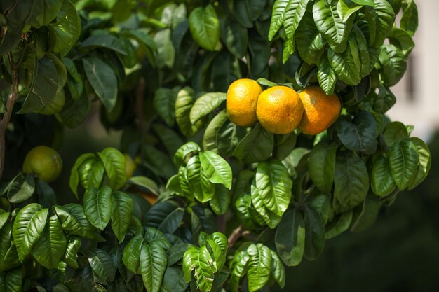 Árbol de mandarina con mandarinas maduras