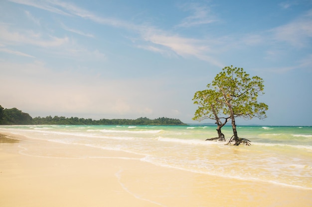 Árbol de mangle solitario