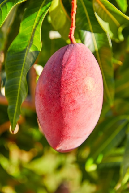 Árbol de mango con frutas de mango colgando