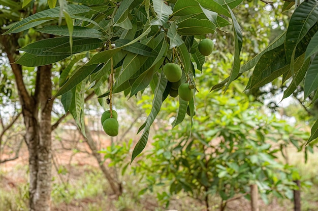 Árbol de mango con frutas