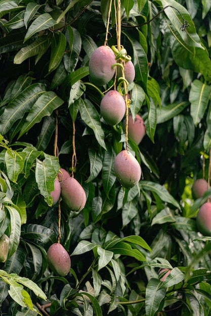 Árbol de mango con frutas