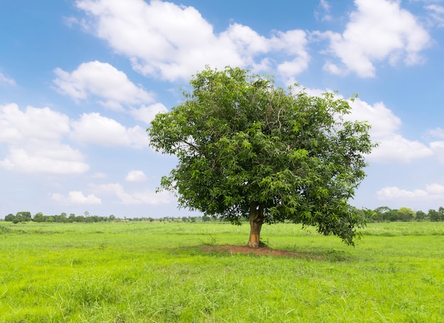 Árbol de mango en la hierba verde