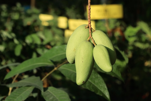 Árbol de mango orgánico verde