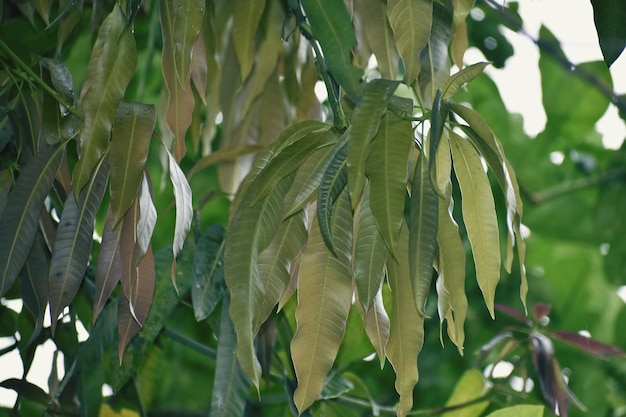 Árbol de mango recién nacido Hojas frescas