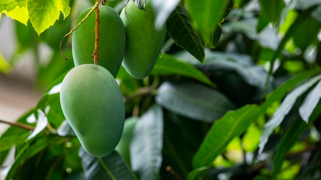 Árbol de mango Sunshine fruta de mango maduro