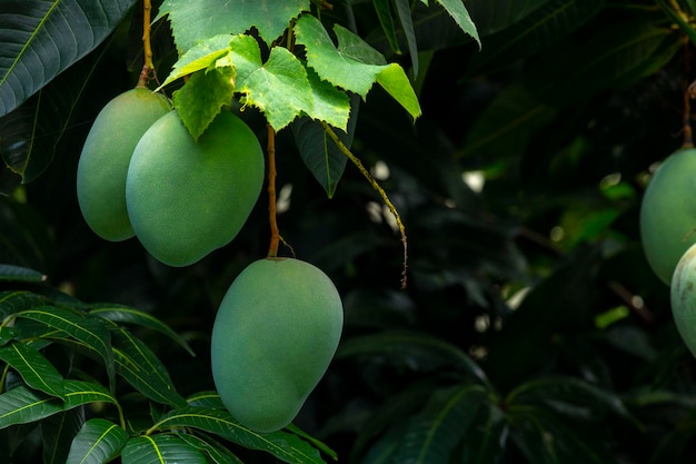 Árbol de mango Sunshine fruta de mango maduro