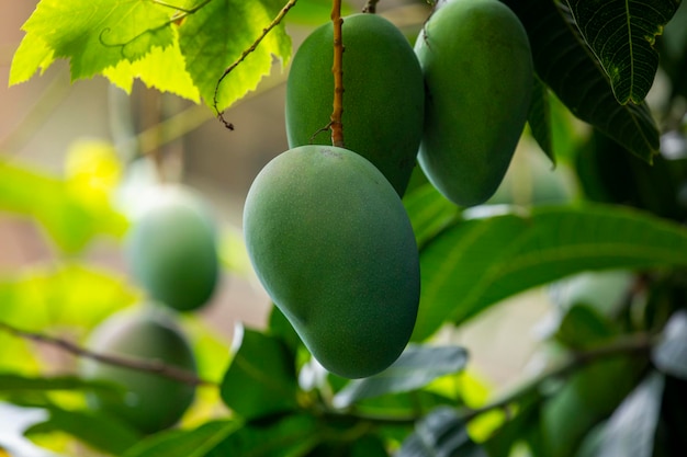 Árbol de mango Sunshine fruta de mango maduro